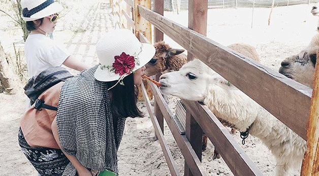Thế Giới Nhiệt Đới Thu Nhỏ Tại FLC Zoo Safari Park Quy Nhon
